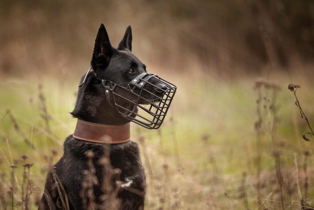 Hundefotografie im Odenwald, Fürth, Heppenheim, Bensheim, Frankfurt, Mannheim, Heidelberg, Erbach, Michelstadt, Reichelsheim, Mörlenbach, Rimbach, Viernheim, Darmstadt, Lorsch