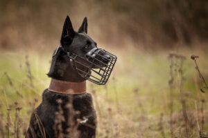 Hundefotografie im Odenwald, Fürth, Heppenheim, Bensheim, Frankfurt, Mannheim, Heidelberg, Erbach, Michelstadt, Reichelsheim, Mörlenbach, Rimbach, Viernheim, Darmstadt, Lorsch
