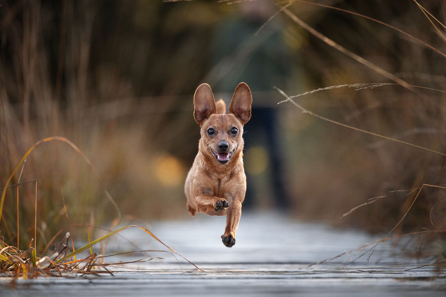 Hundefotografie im Odenwald, Fürth, Heppenheim, Bensheim, Frankfurt, Mannheim, Heidelberg, Erbach, Michelstadt, Reichelsheim, Mörlenbach, Rimbach, Viernheim, Darmstadt, Lorsch