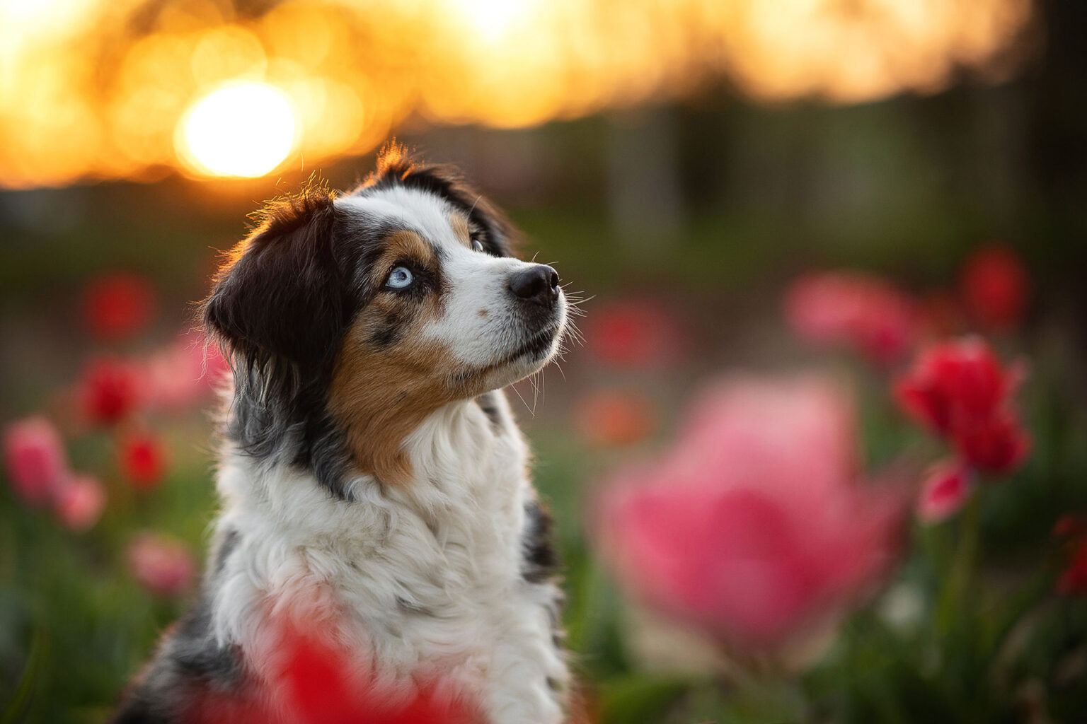 Hundefotografie im Odenwald, Fürth, Heppenheim, Bensheim, Frankfurt, Mannheim, Heidelberg, Erbach, Michelstadt, Reichelsheim, Mörlenbach, Rimbach, Viernheim, Darmstadt, Lorsch
