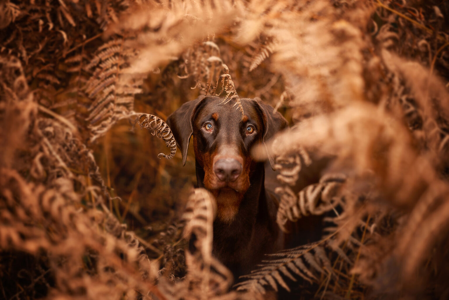 Hundefotografie im Odenwald, Fürth, Heppenheim, Bensheim, Frankfurt, Mannheim, Heidelberg, Erbach, Michelstadt, Reichelsheim, Mörlenbach, Rimbach, Viernheim, Darmstadt, Lorsch