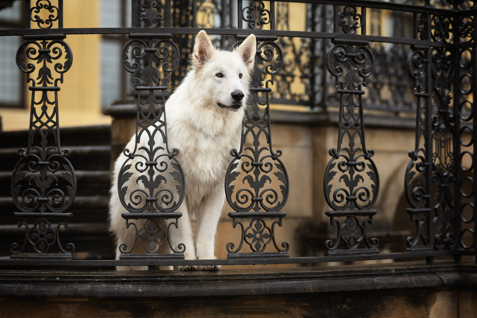 Hundefotografie im Odenwald, Fürth, Heppenheim, Bensheim, Frankfurt, Mannheim, Heidelberg, Erbach, Michelstadt, Reichelsheim, Mörlenbach, Rimbach, Viernheim, Darmstadt, Lorsch