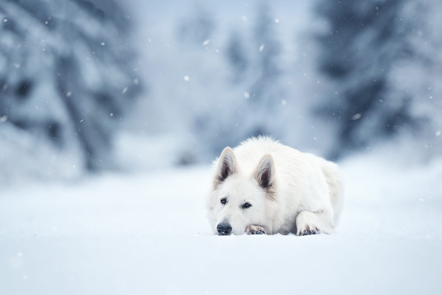 Hundefotografie im Odenwald, Fürth, Heppenheim, Bensheim, Frankfurt, Mannheim, Heidelberg, Erbach, Michelstadt, Reichelsheim, Mörlenbach, Rimbach, Viernheim, Darmstadt, Lorsch