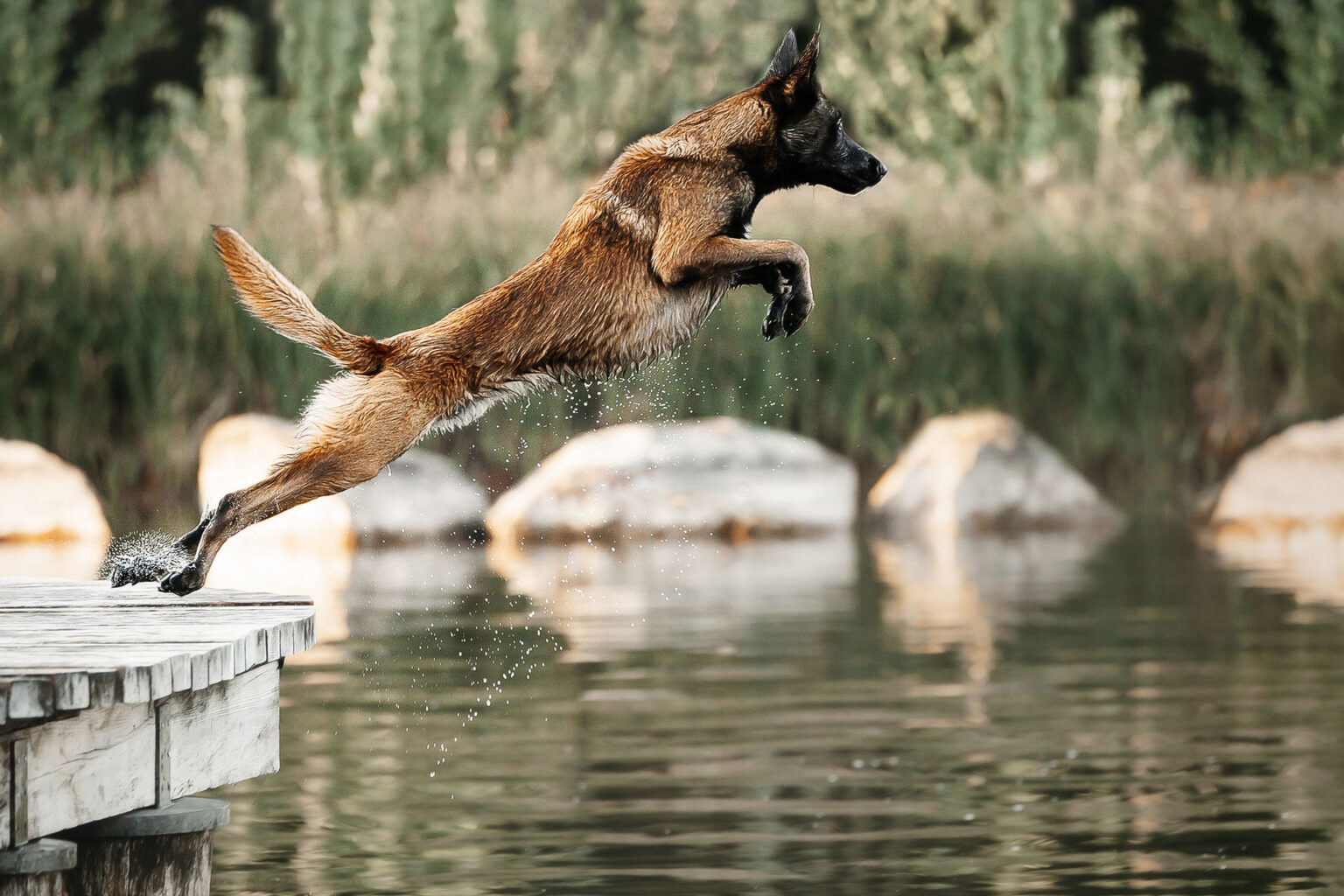 Hundefotografie im Odenwald, Fürth, Heppenheim, Bensheim, Frankfurt, Mannheim, Heidelberg, Erbach, Michelstadt, Reichelsheim, Mörlenbach, Rimbach, Viernheim, Darmstadt, Lorsch
