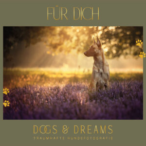 Hundefotografie im Odenwald, Fürth, Heppenheim, Bensheim, Frankfurt, Mannheim, Heidelberg, Erbach, Michelstadt, Reichelsheim, Mörlenbach, Rimbach, Viernheim, Darmstadt, Lorsch