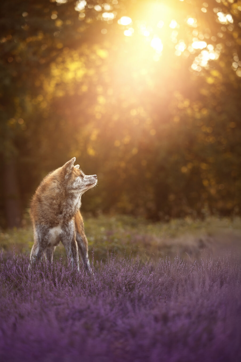 Hundefotografie im Odenwald, Fürth, Heppenheim, Bensheim, Frankfurt, Mannheim, Heidelberg, Erbach, Michelstadt, Reichelsheim, Mörlenbach, Rimbach, Viernheim, Darmstadt, Lorsch
