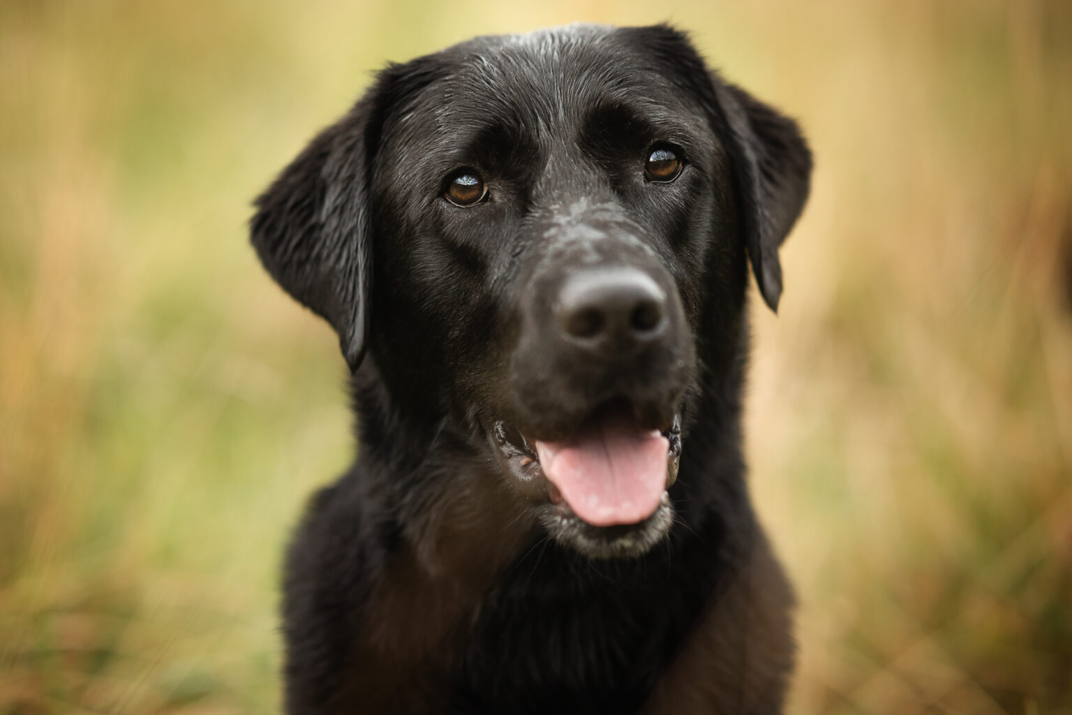 Hundefotografie im Odenwald, Fürth, Heppenheim, Bensheim, Frankfurt, Mannheim, Heidelberg, Erbach, Michelstadt, Reichelsheim, Mörlenbach, Rimbach, Viernheim, Darmstadt, Lorsch