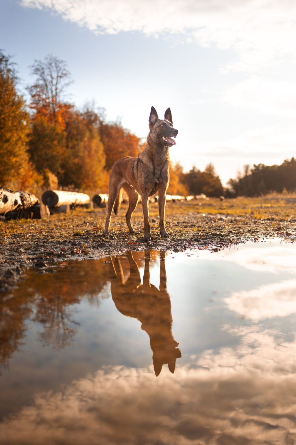 Hundefotografie im Odenwald, Fürth, Heppenheim, Bensheim, Frankfurt, Mannheim, Heidelberg, Erbach, Michelstadt, Reichelsheim, Mörlenbach, Rimbach, Viernheim, Darmstadt, Lorsch