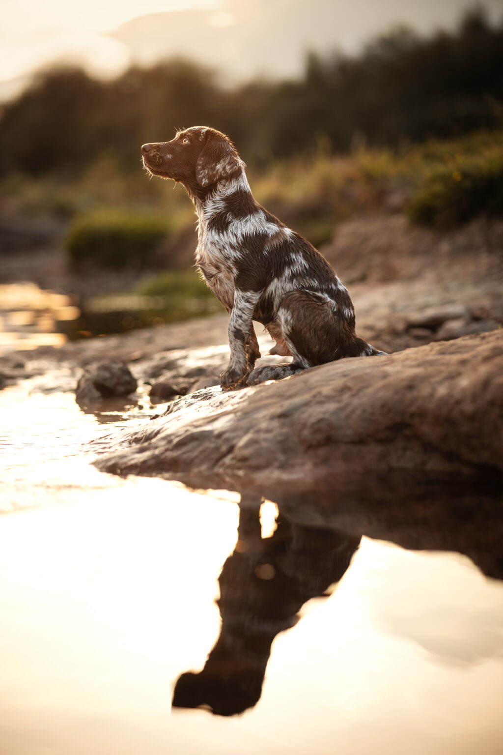 Hundefotografie im Odenwald, Fürth, Heppenheim, Bensheim, Frankfurt, Mannheim, Heidelberg, Erbach, Michelstadt, Reichelsheim, Mörlenbach, Rimbach, Viernheim, Darmstadt, Lorsch