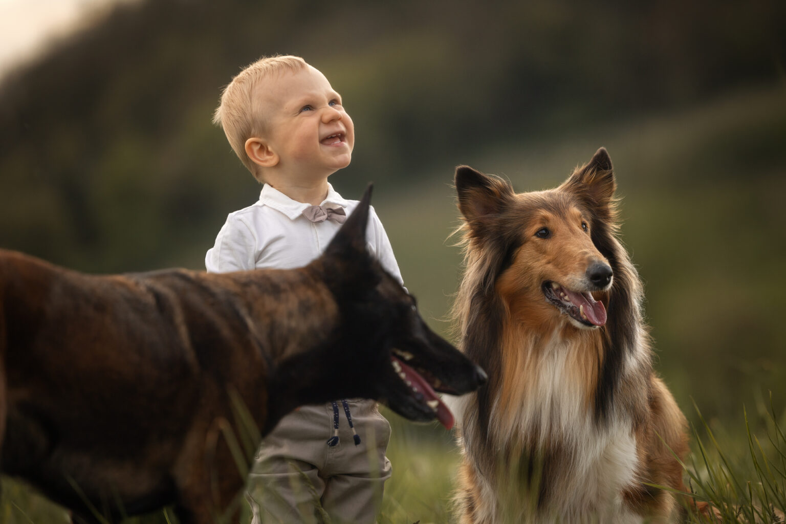 Kind mit Hunden