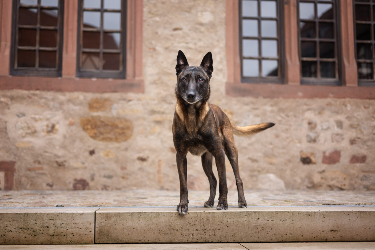 Malinois in der Heppenheimer Altstadt