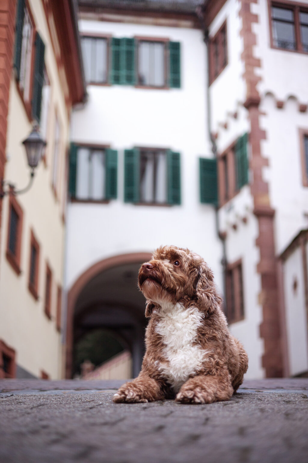 Hundeportrait Weinheim Stadthund